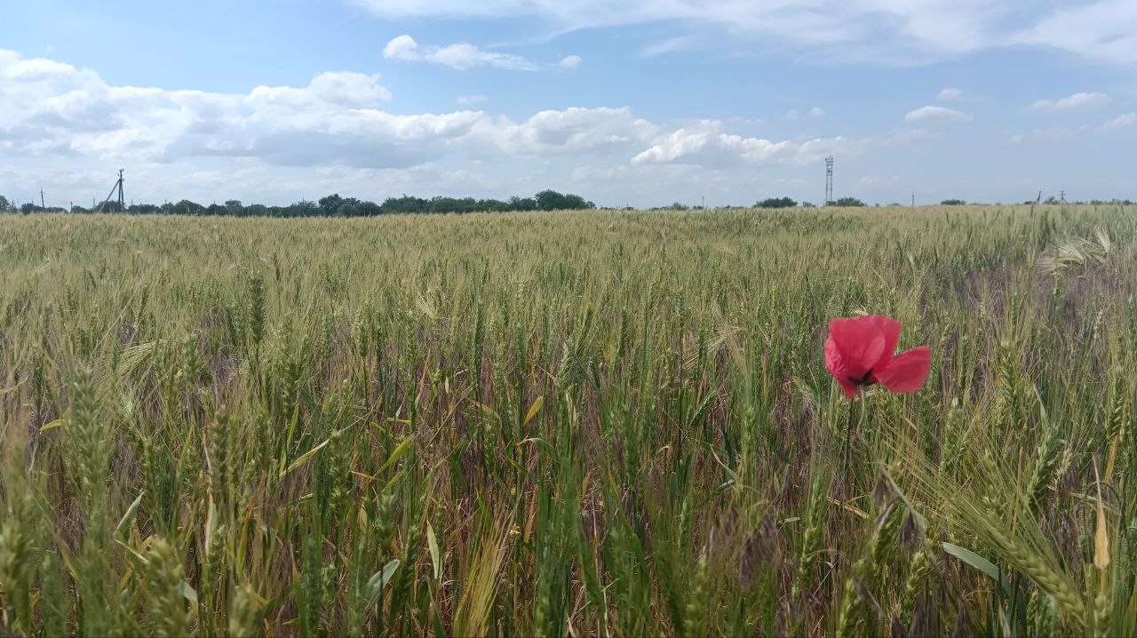 Одинокий мак в поле под Верхним Рогачиком